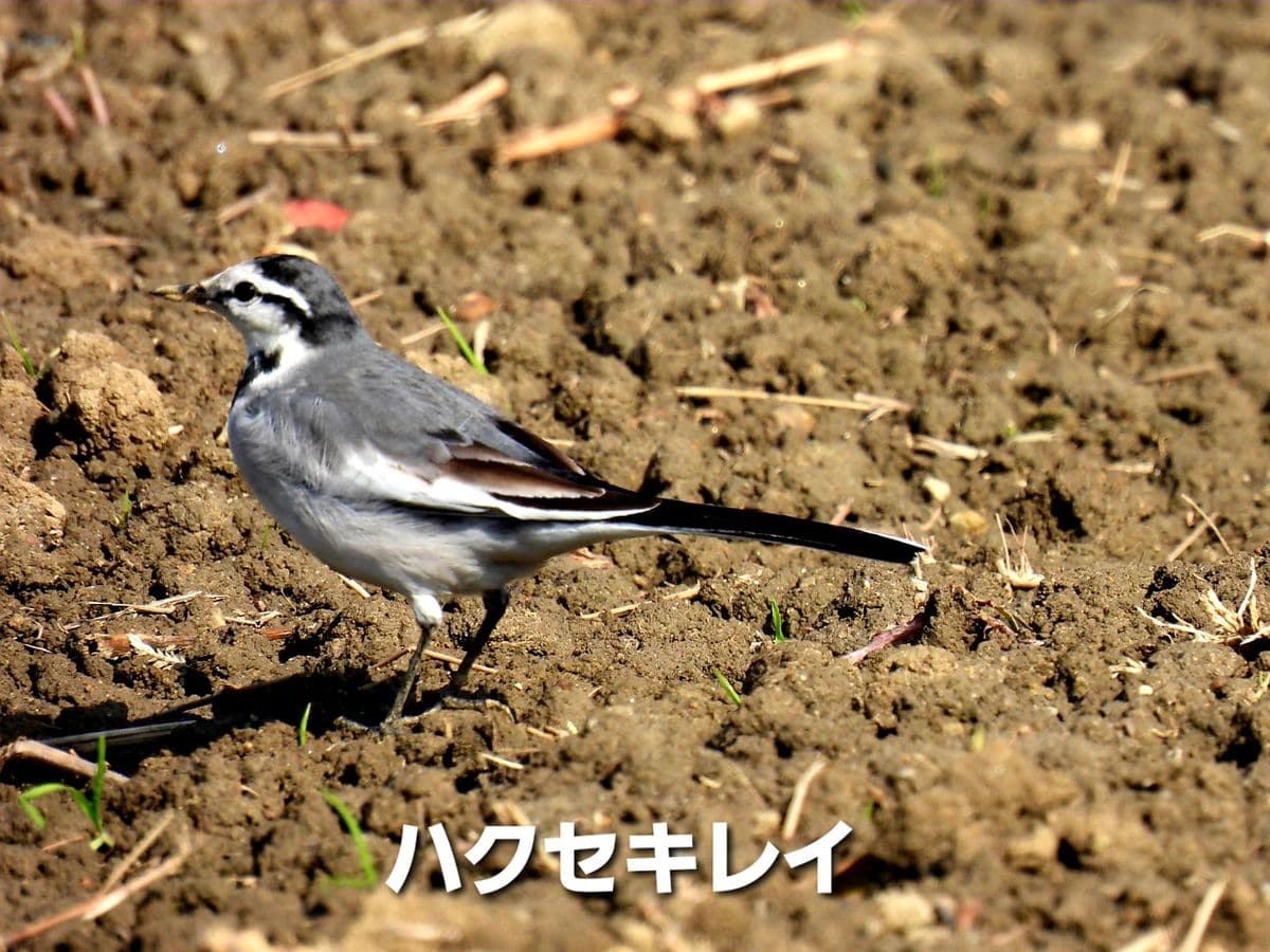 野鳥三態