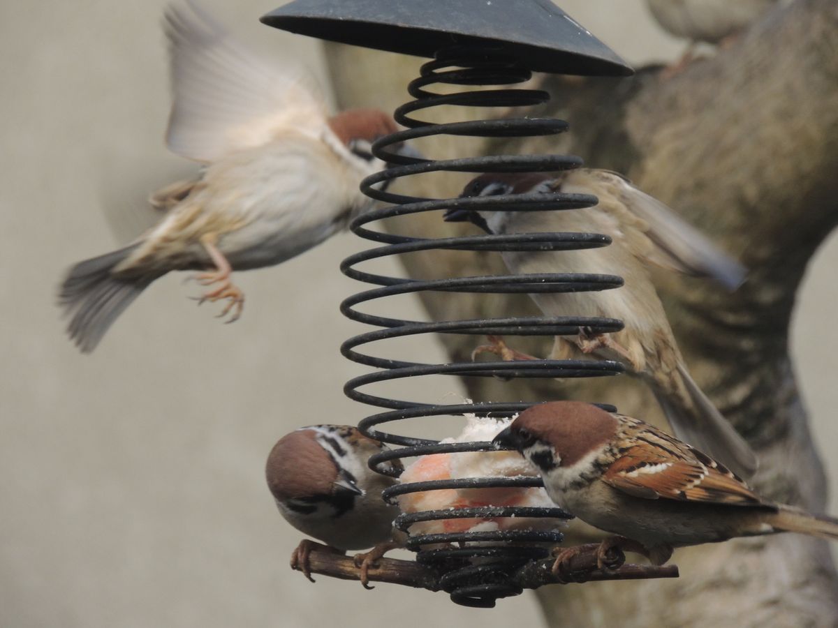 蘭と野鳥