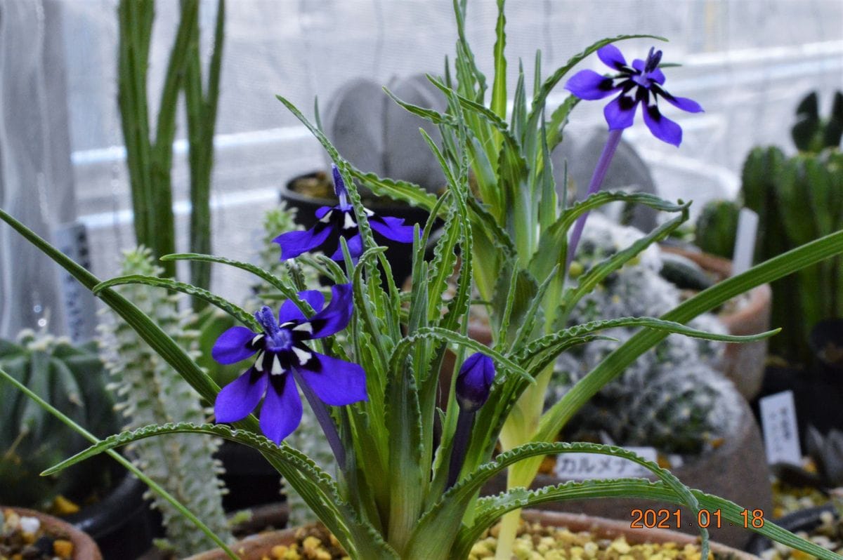 室内の植物　その１