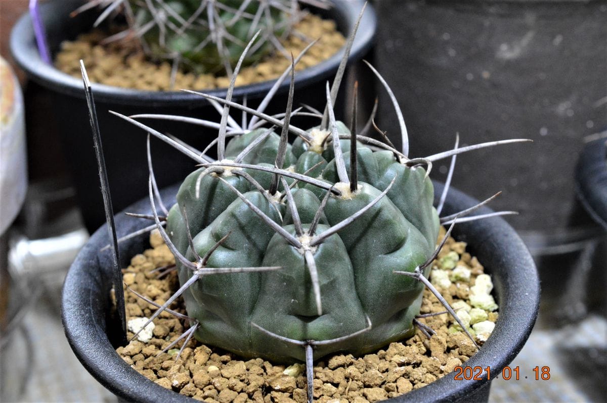 室内の植物　その３