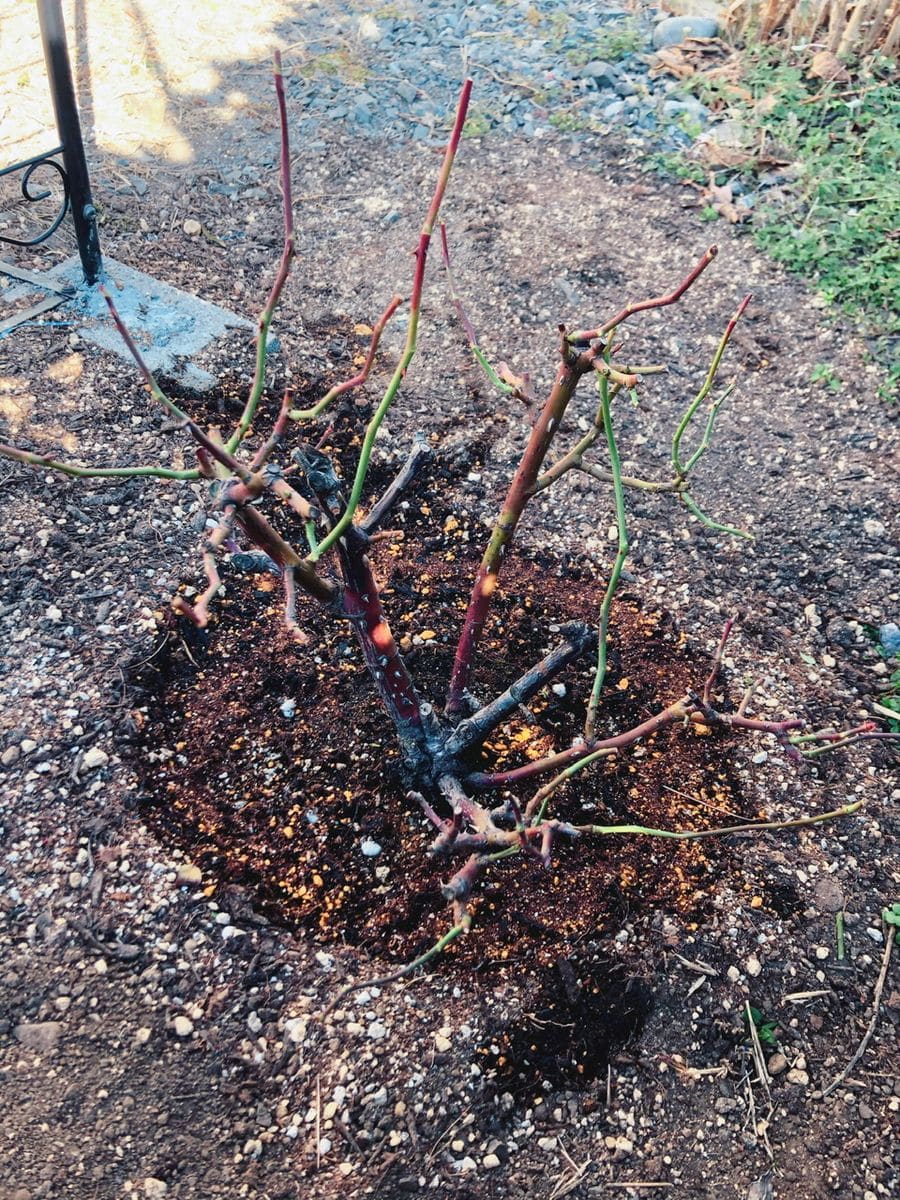 バラの冬剪定と植え替え