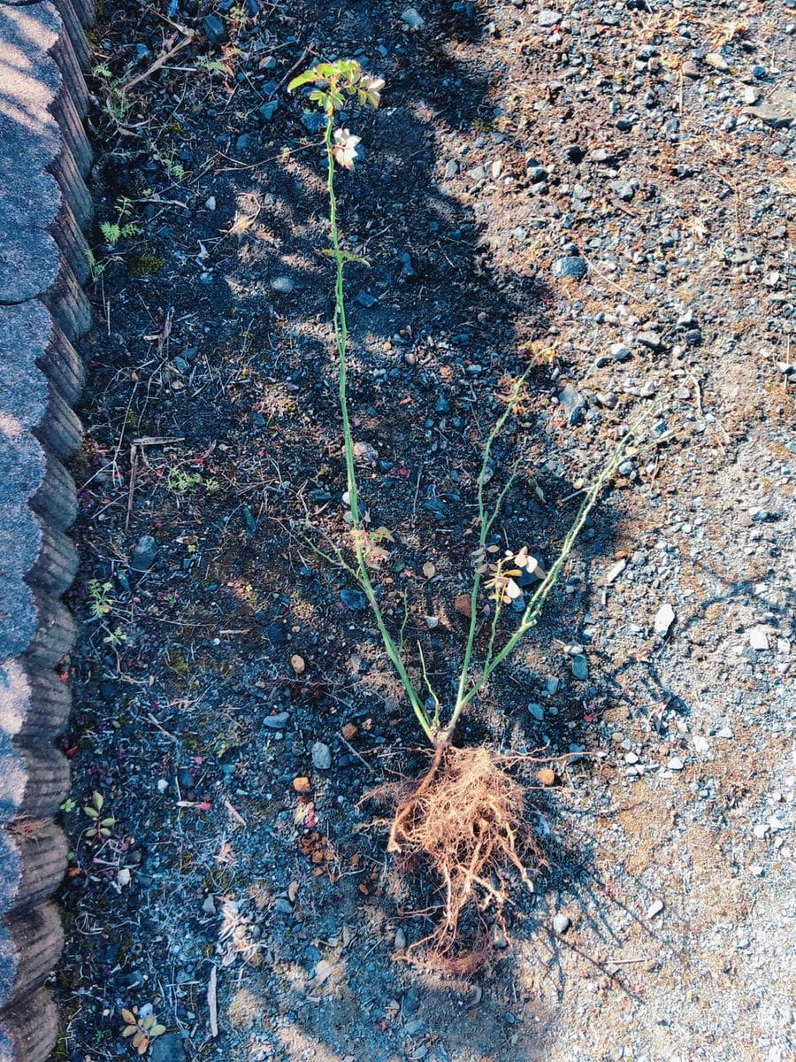 バラの冬剪定と植え替え