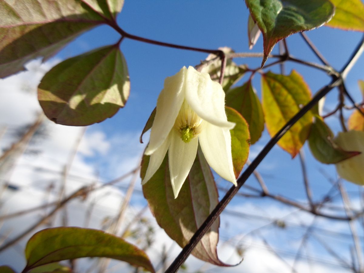 冬のお花たち