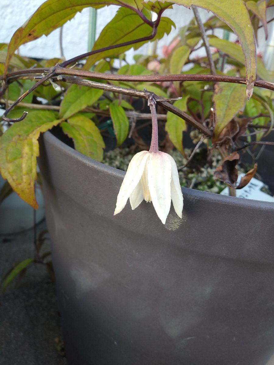 違いがわからない😁ホワイト👼エンジェルと天使の鈴