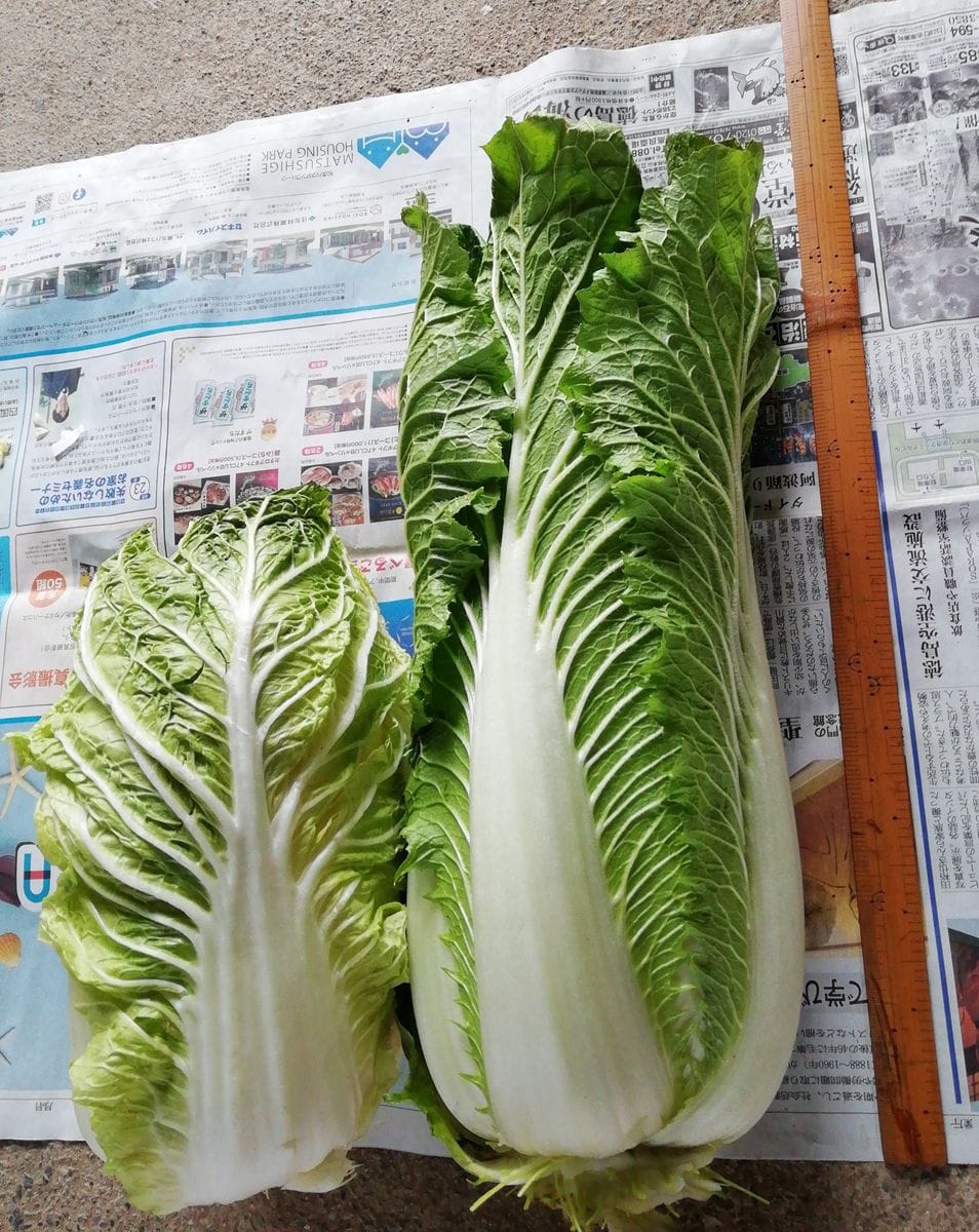 たけのこ白菜は突然に🎶　三日月の菜園日記