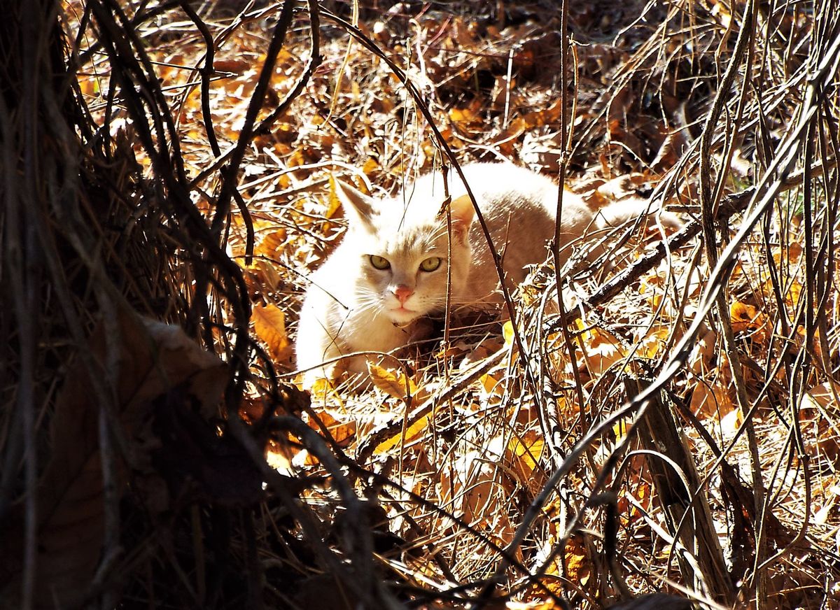 いつもの猫写真