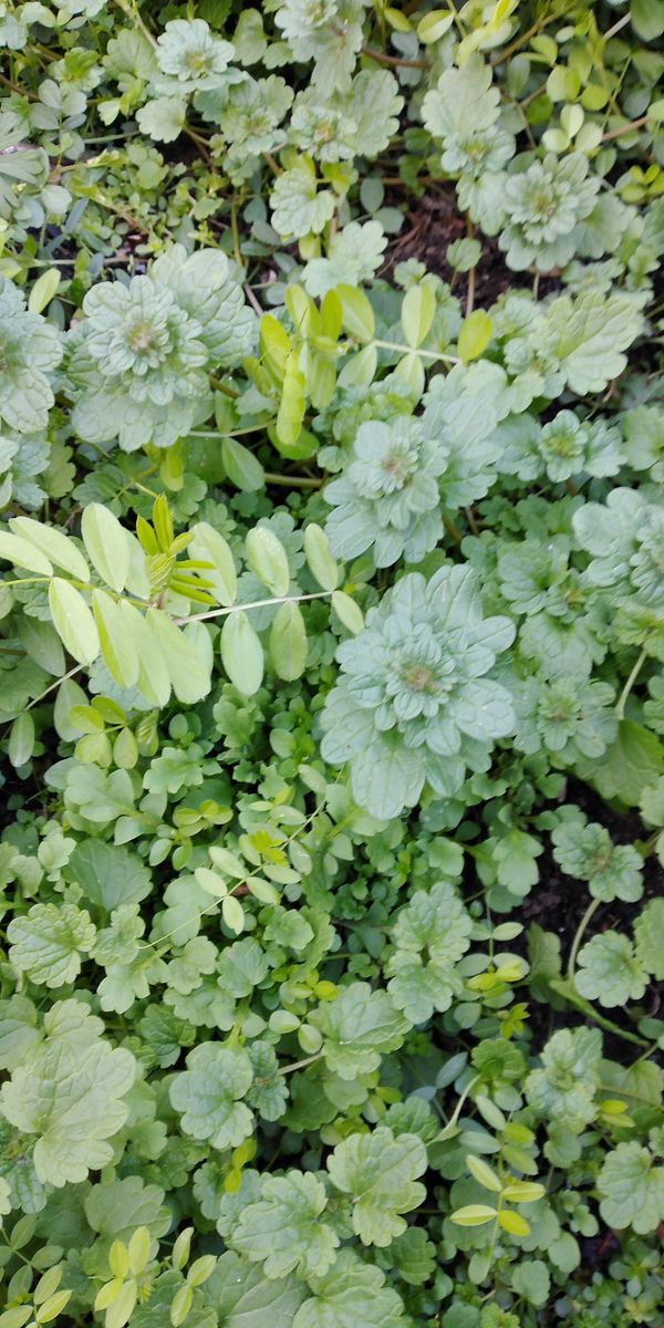 散歩道で見かけた植物