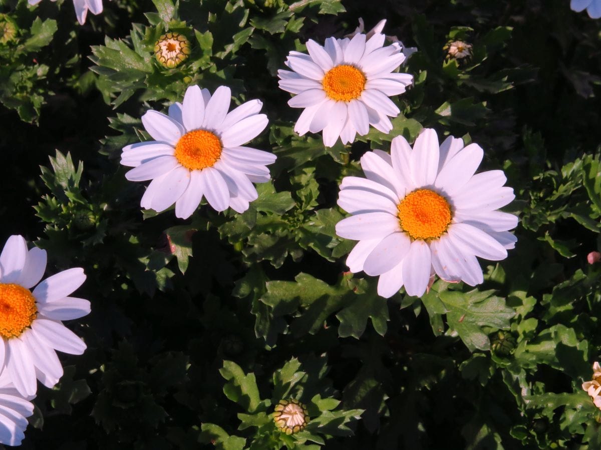 平凡に、花のない時期、引き立てる～