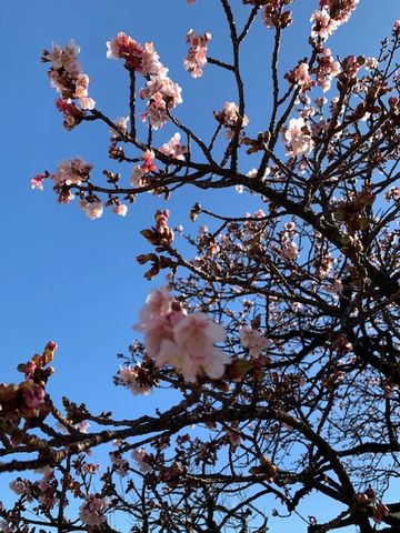 西新井大師様へ行ってきました