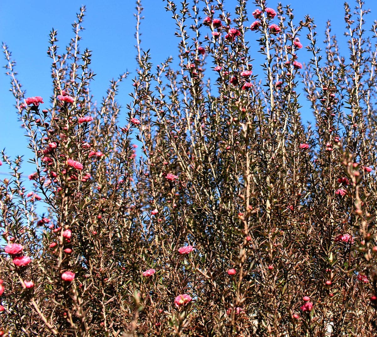 冬の花