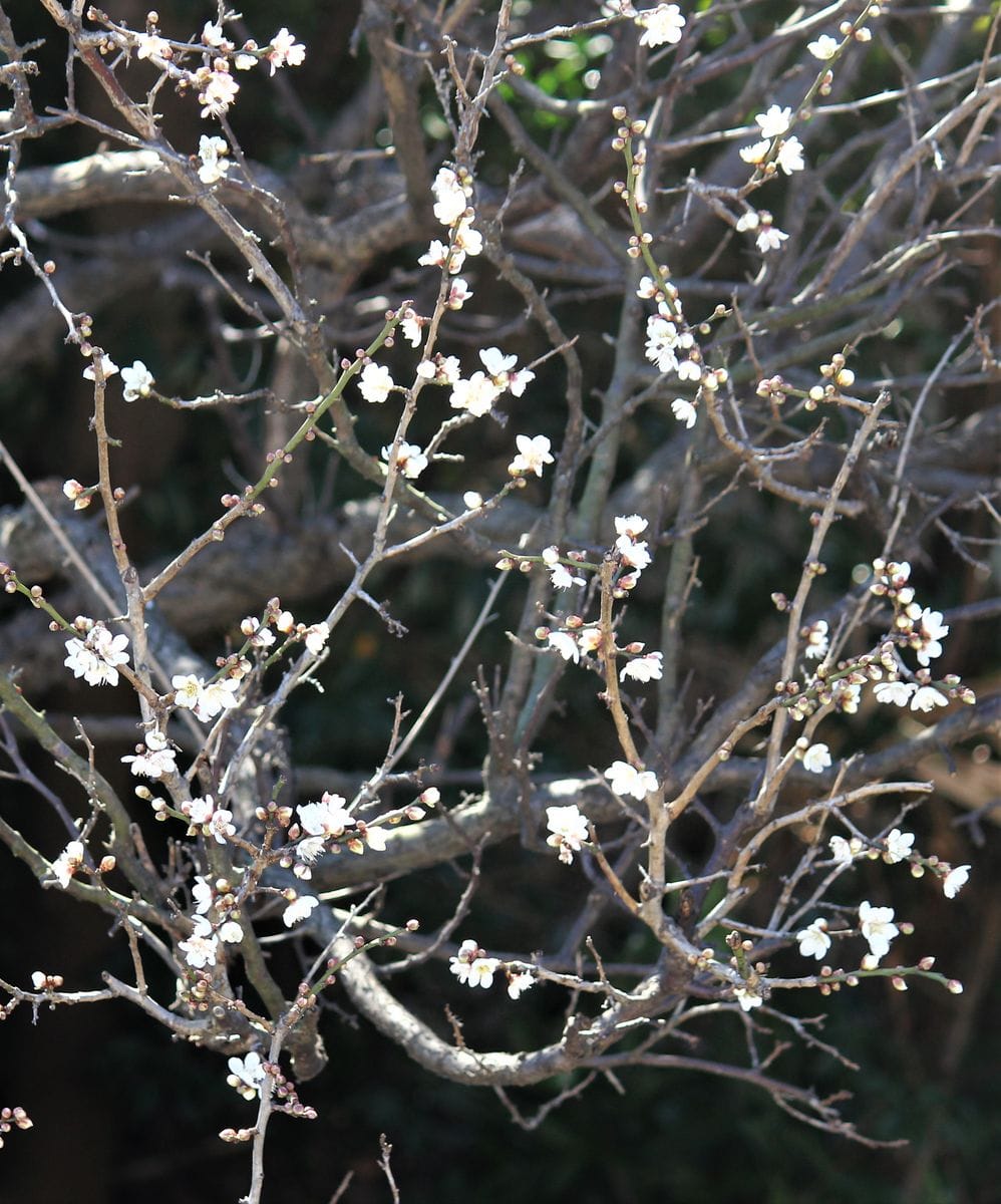 冬の花