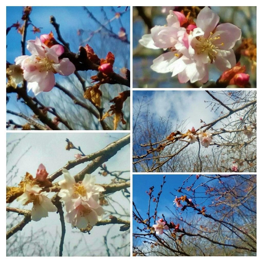 『大寒」前のさくら公園の『桜🌸』