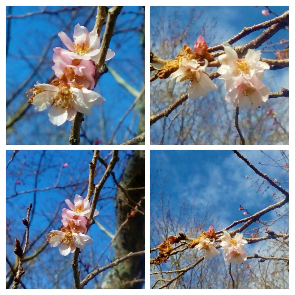 『大寒」前のさくら公園の『桜🌸』