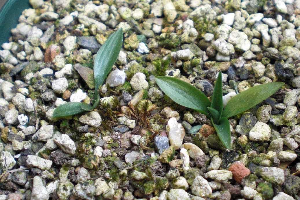 今年は花が見れるかな？