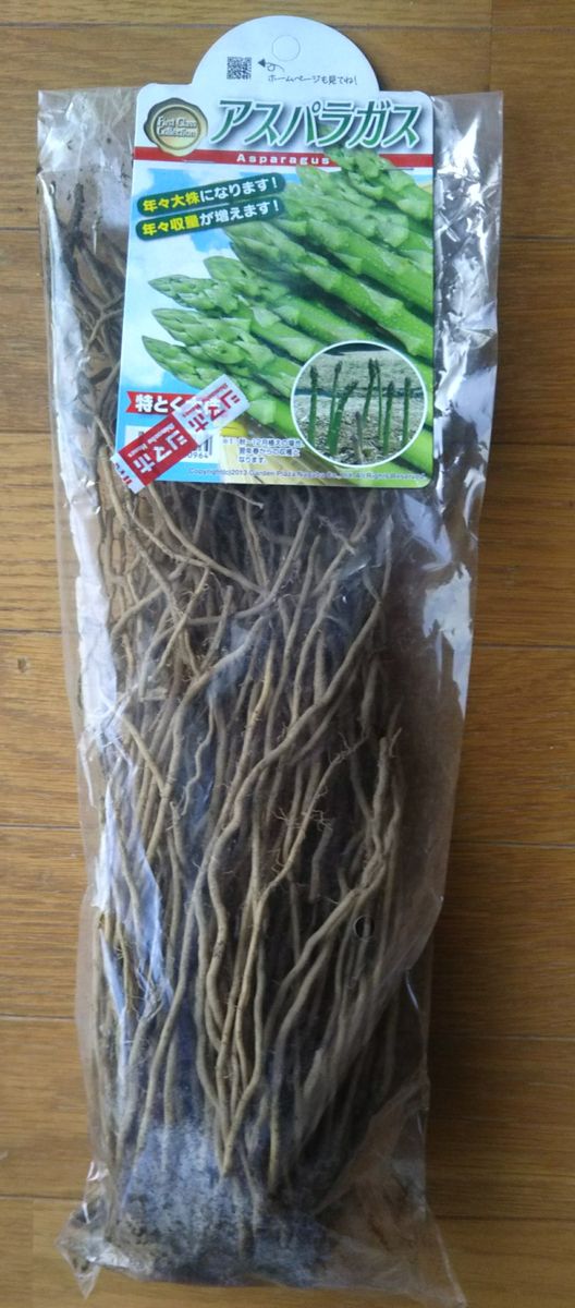 アスパラの根、リンコスティリス2種