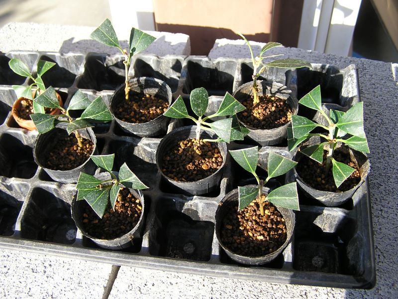 ミニ盆栽・アマミヒイラギモチの植え替え