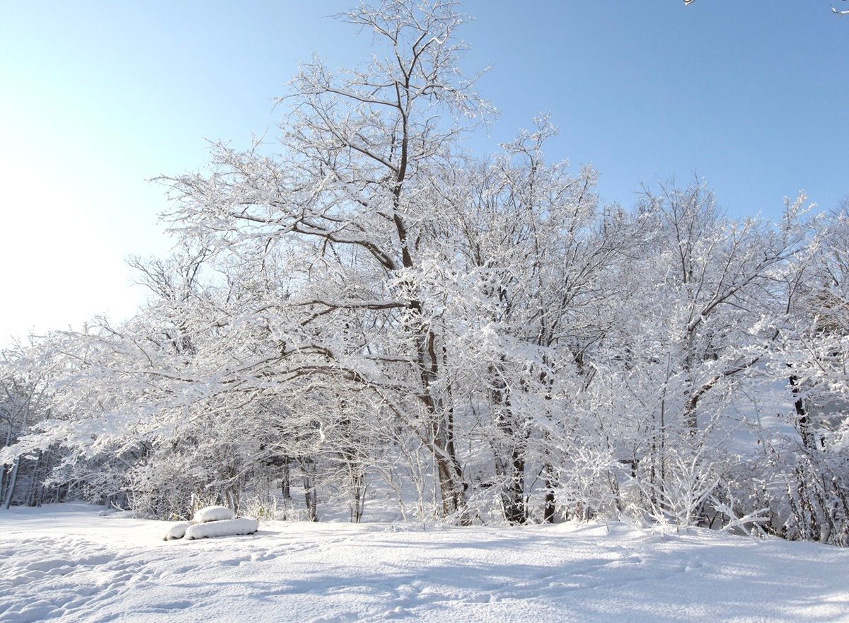 新雪の朝