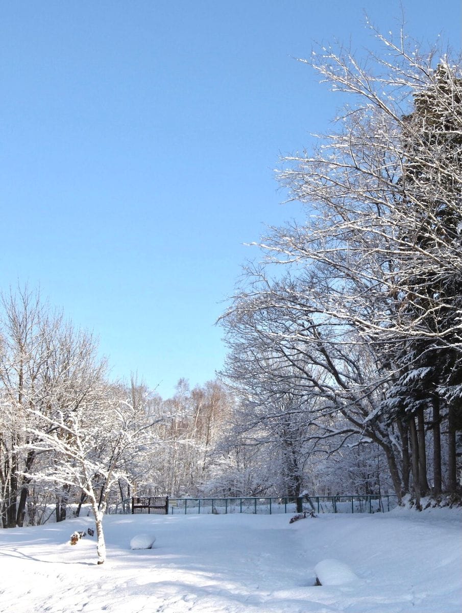 新雪の朝