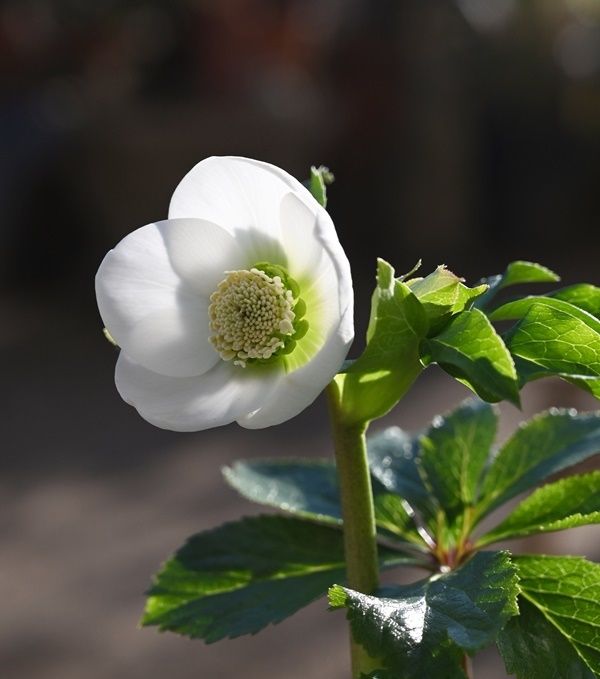 白の花二つ