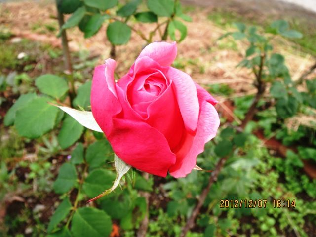 ベージュの枯れ草に色花