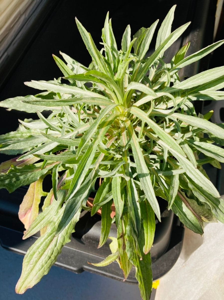 ついに矢車草の蕾が見えた🎵