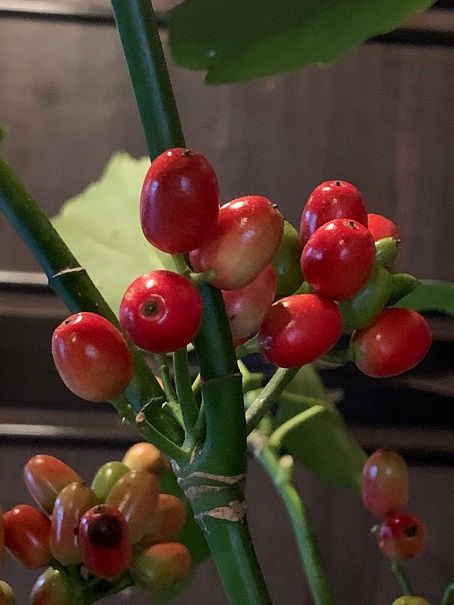 あおきと山茶花