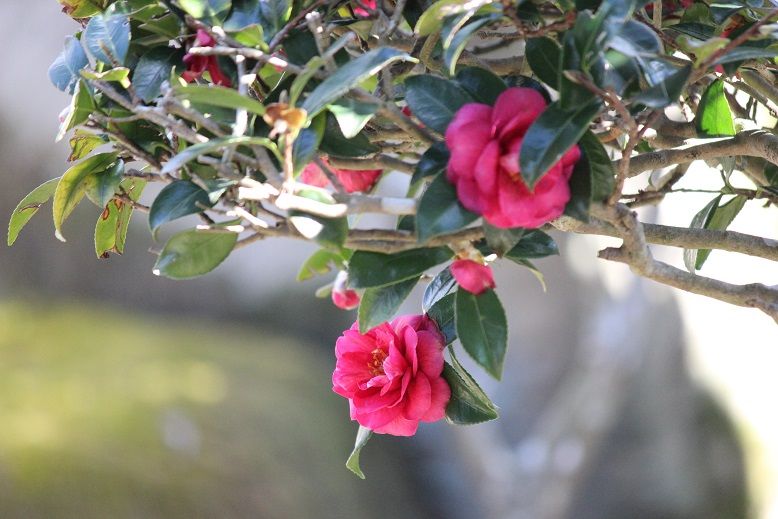 あおきと山茶花