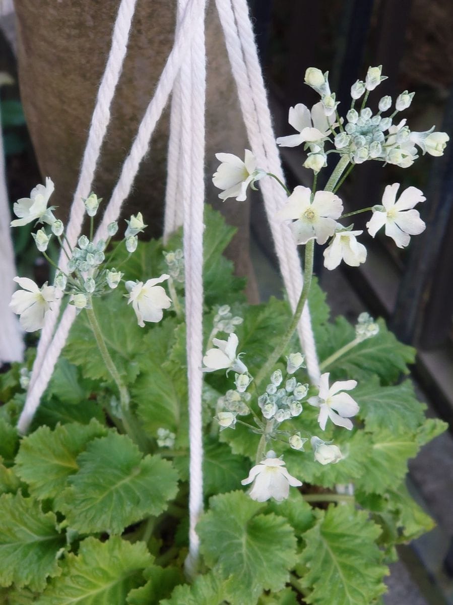 庭に咲く白い花(◕ᴗ◕✿)