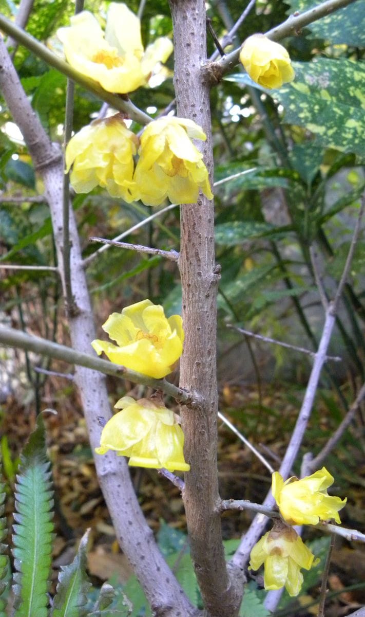 久しぶりの家庭菜園収穫・・