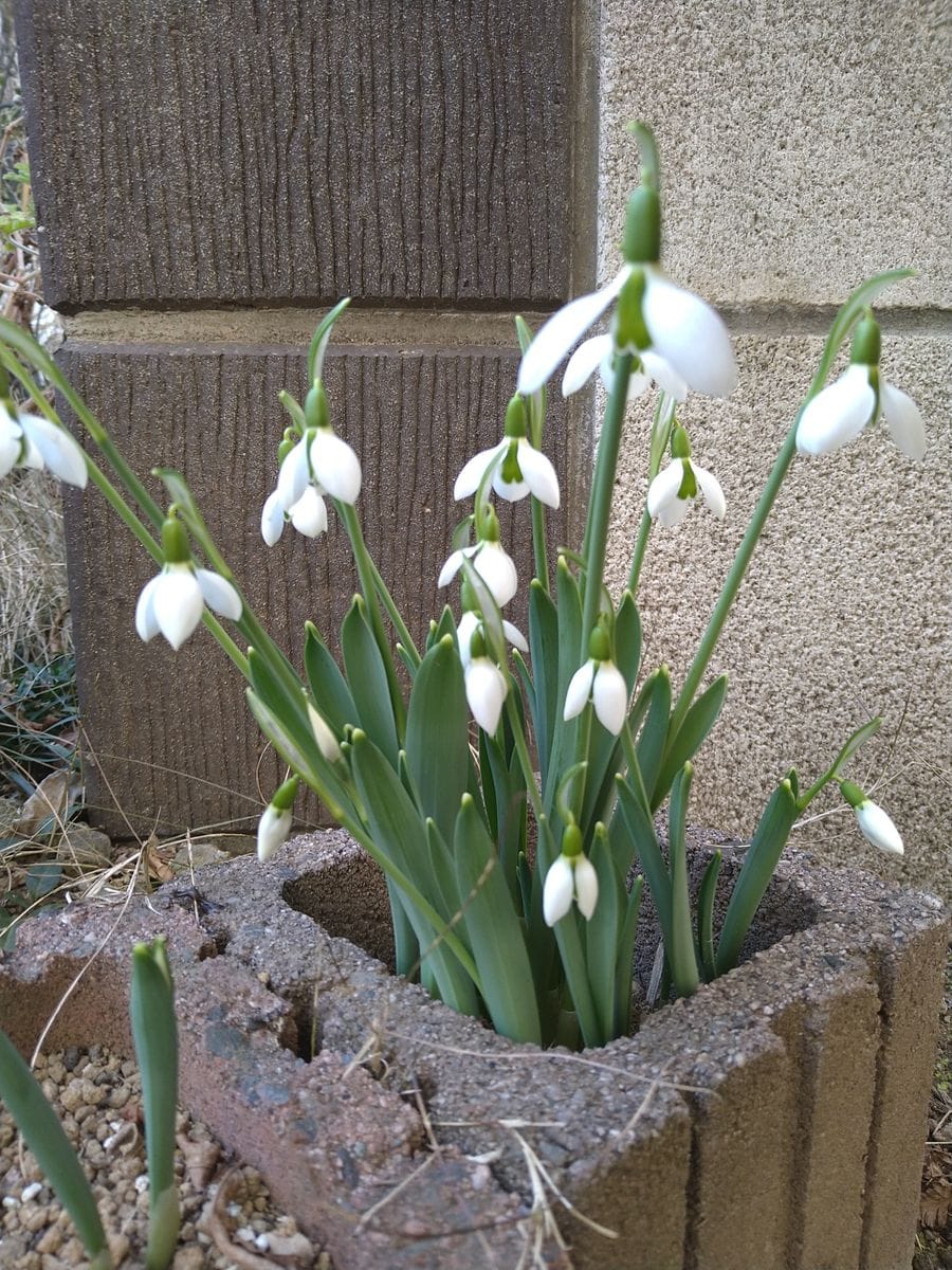 我が家の花たち