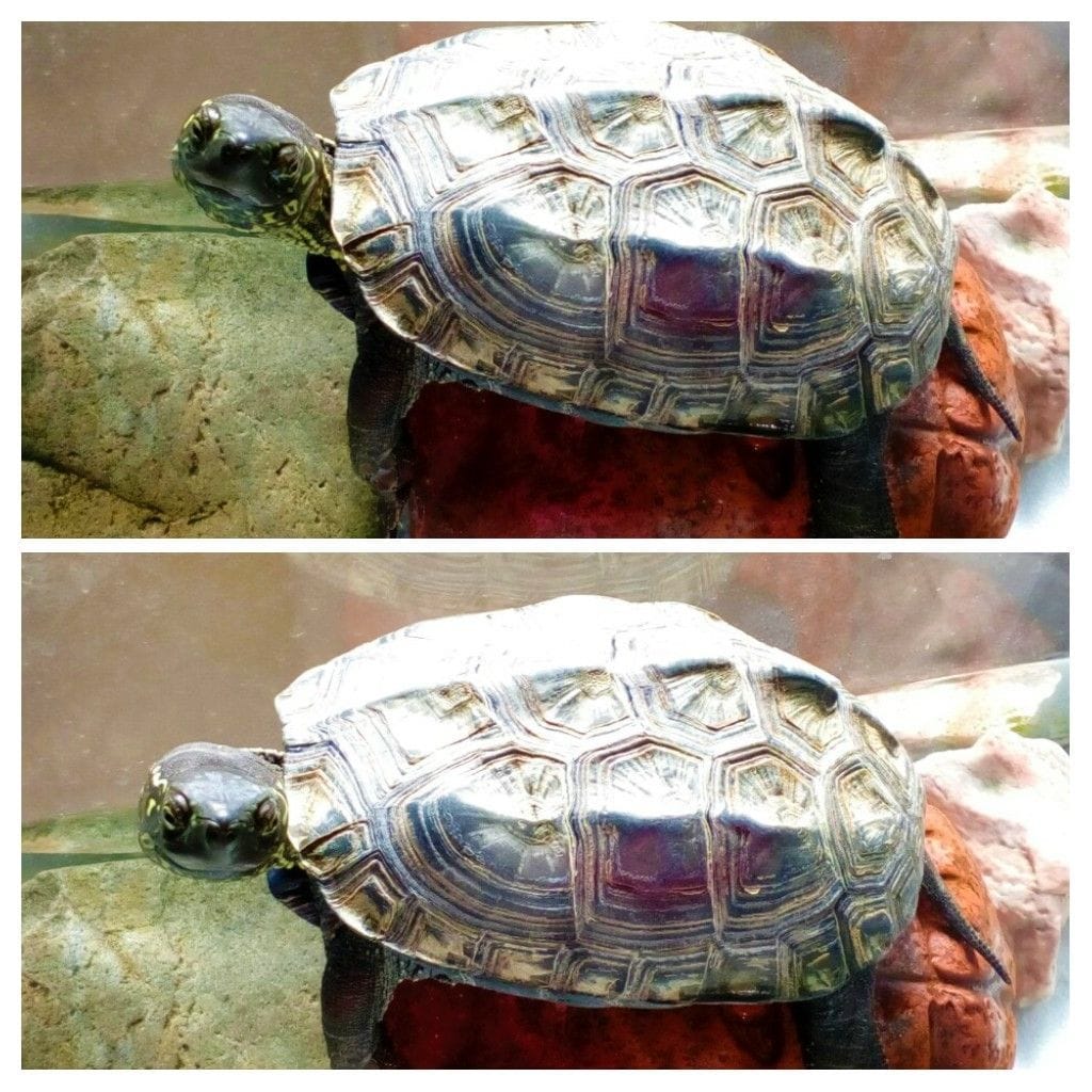 連日、癒されてま～す🐢🥰