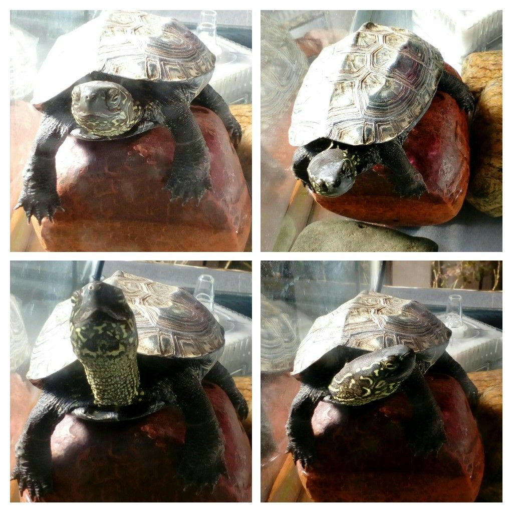 連日、癒されてま～す🐢🥰