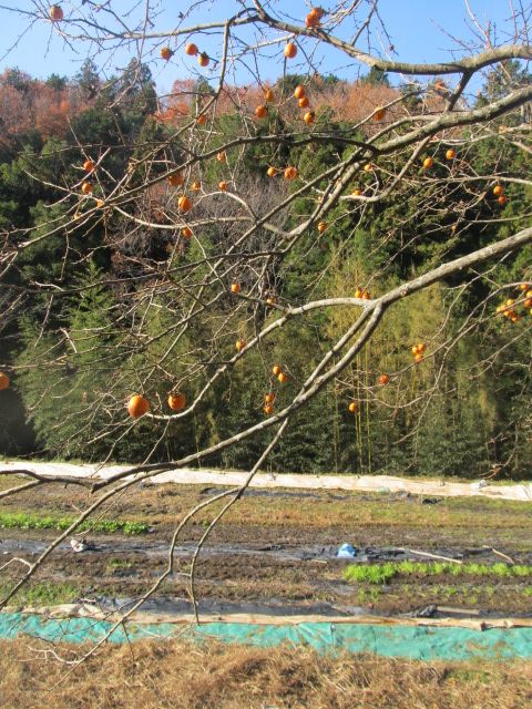 誰も食べない実