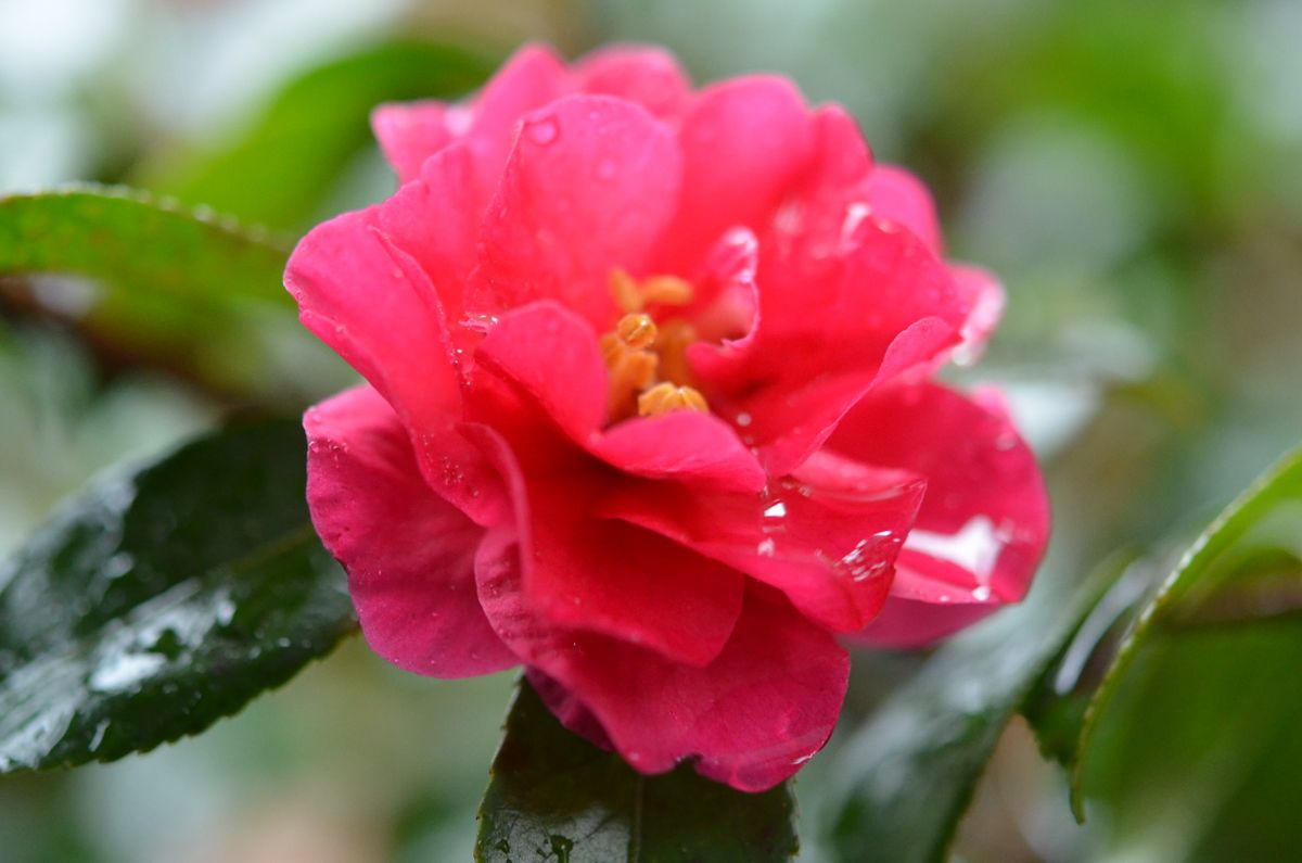 雨の庭に咲く花です