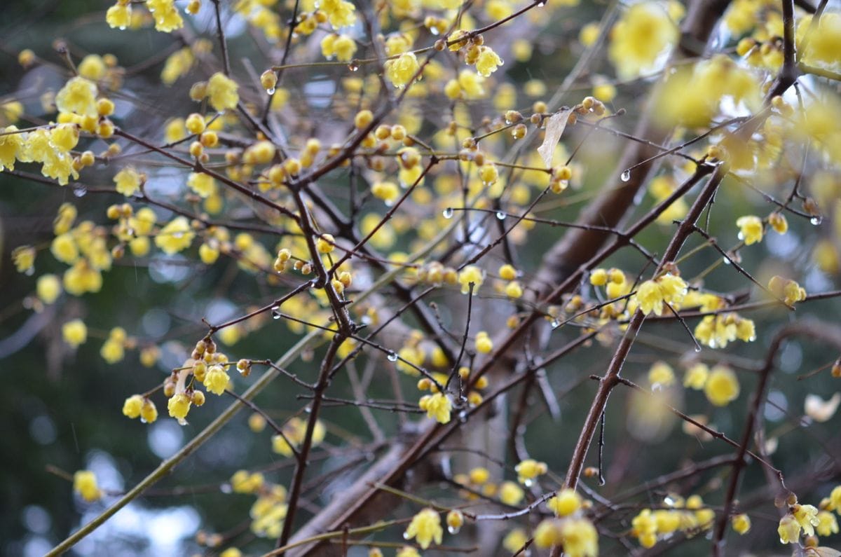 雨の庭に咲く花です