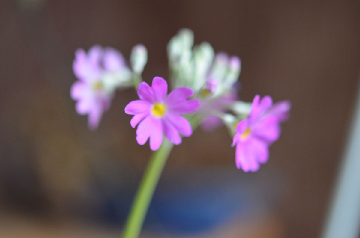 雨の庭に咲く花です