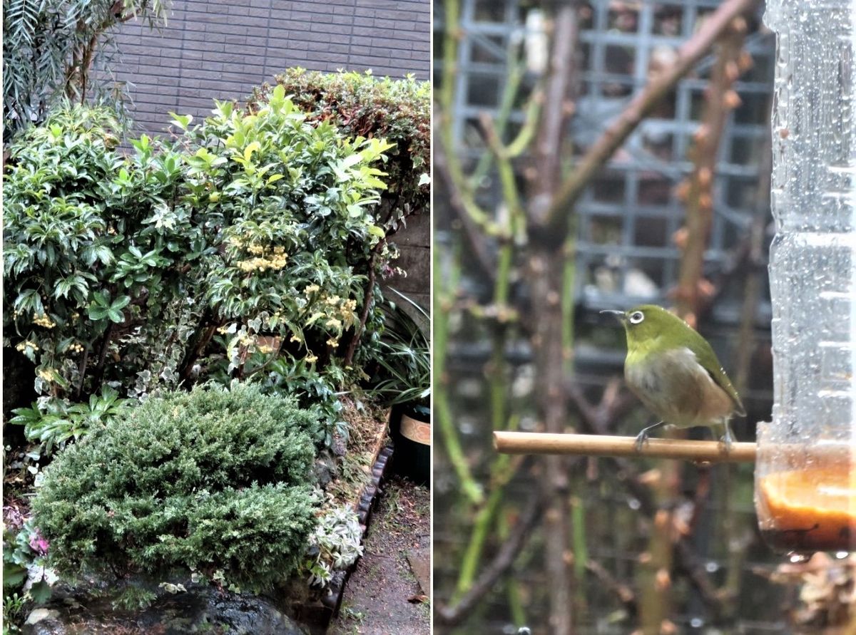 今年初めての☔雨が