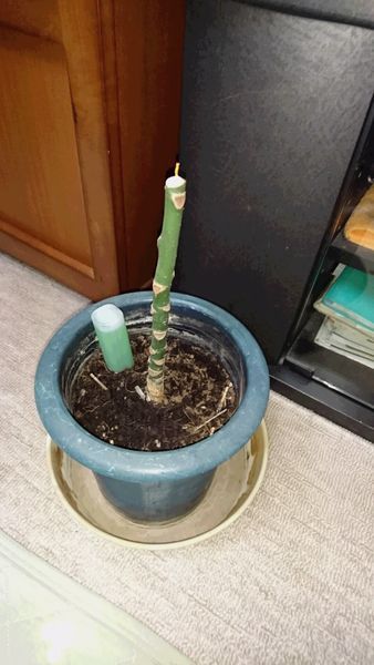 “観葉植物で部屋の空気きれいに…　実はなりません”