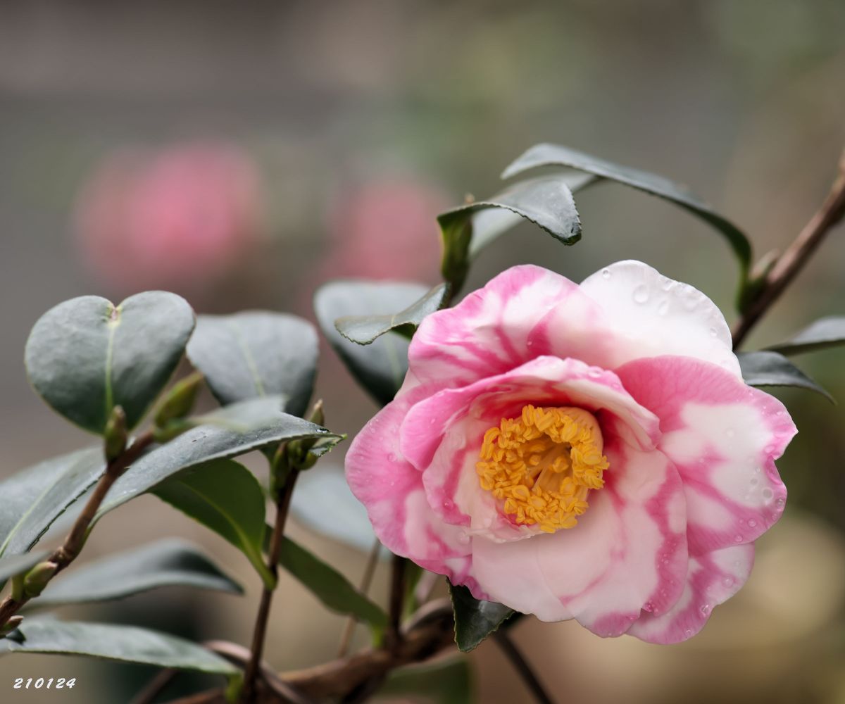 今朝の暖かい雨に山茶花笑顔に白