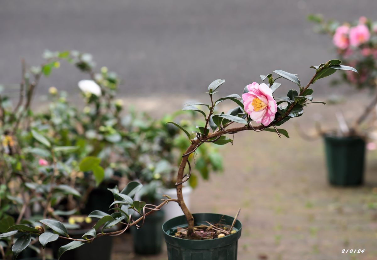 今朝の暖かい雨に山茶花笑顔に白