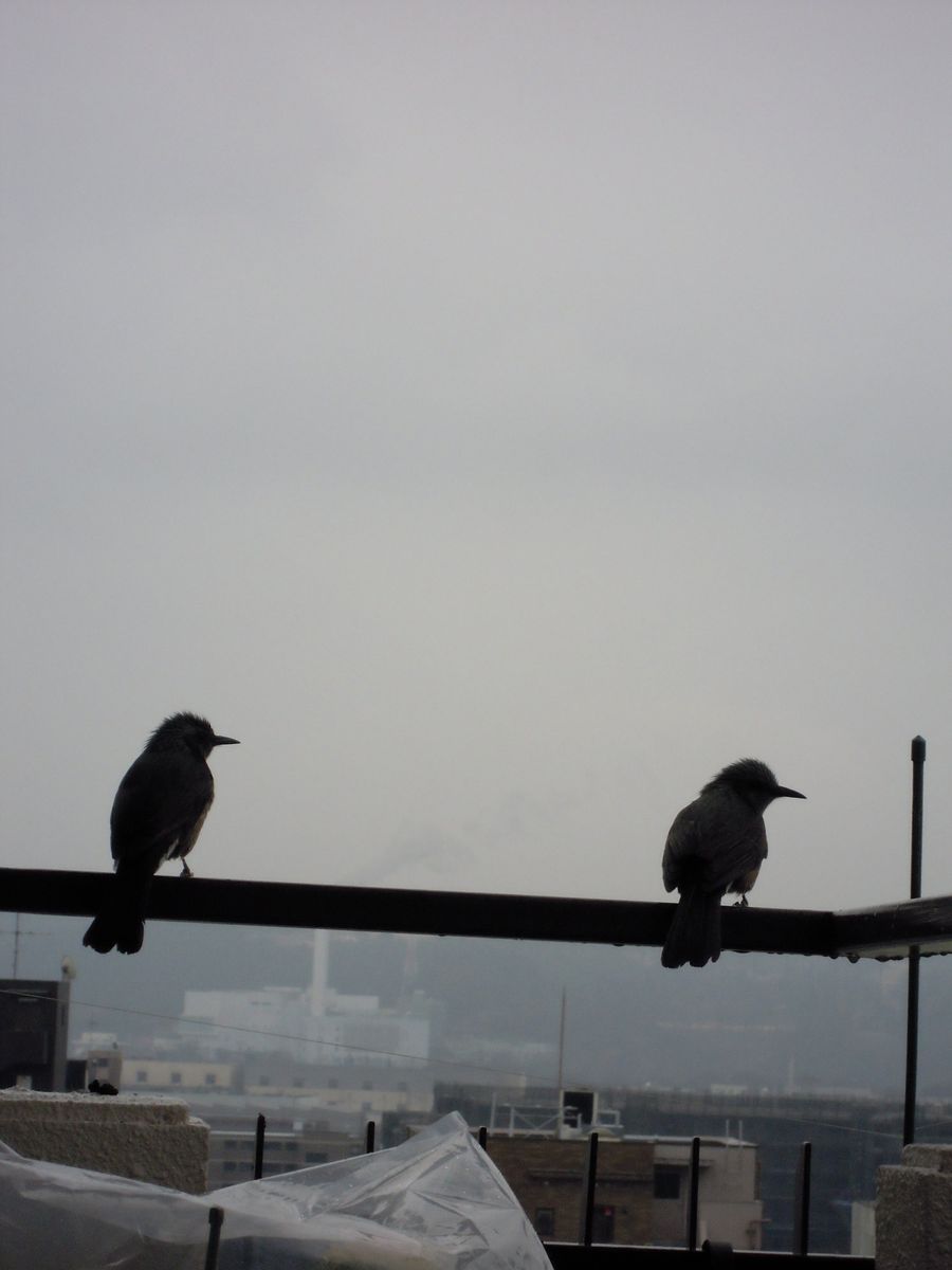 犯人が戻って来ました🌧️