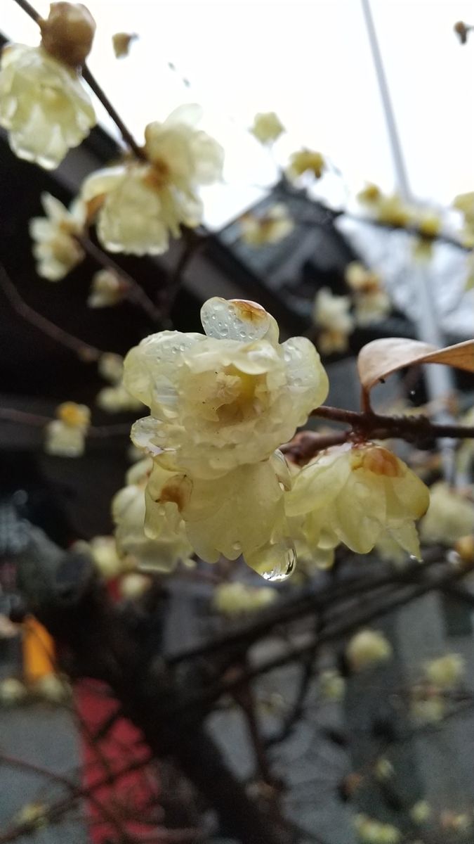 雨降りです☔️