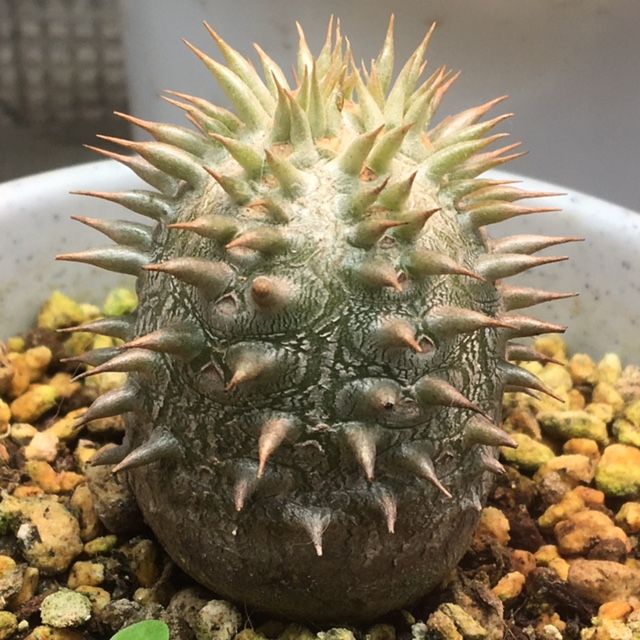 水槽の中のマダガスカル🌵