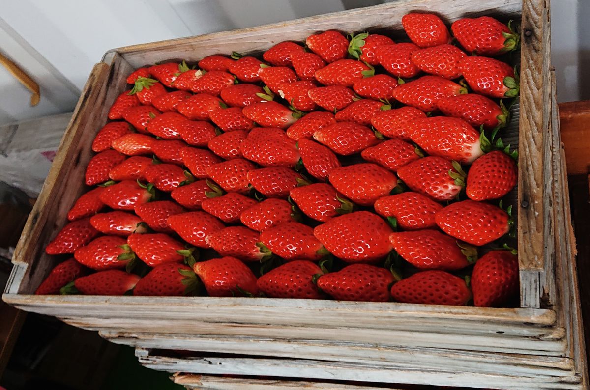 いちご海岸通り🍓