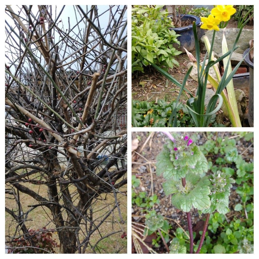 散歩道で見かけた植物！