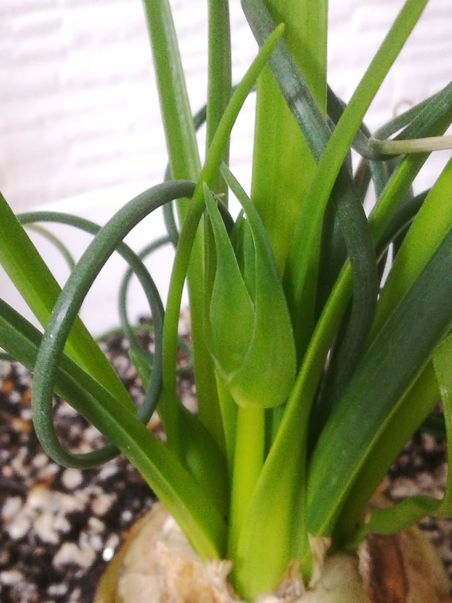 アルブカ スピラリス フリズルシズル🌱花芽発見🔍