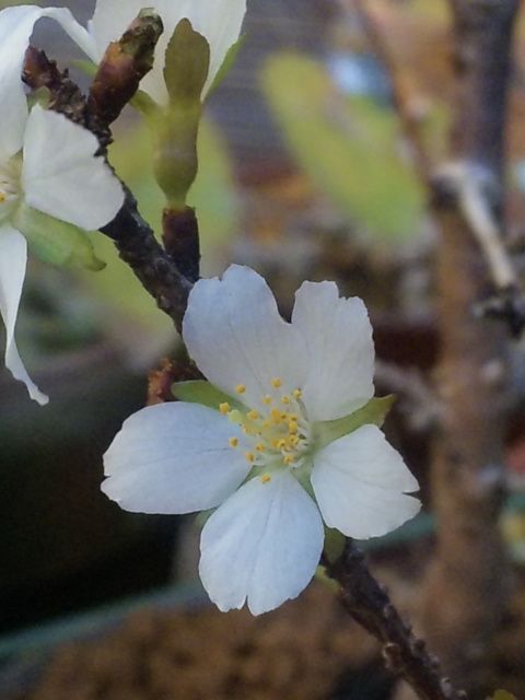 冬桜