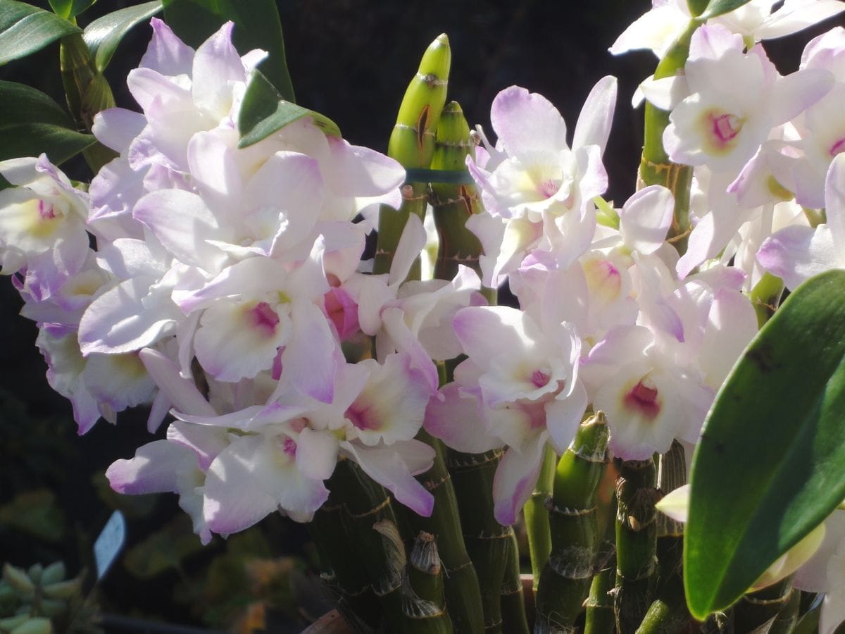 デンドロビウム🌸ヒメザクラ　フジッコが開花しました