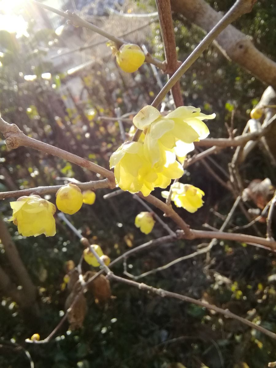 雨が続いてひさびさの太陽