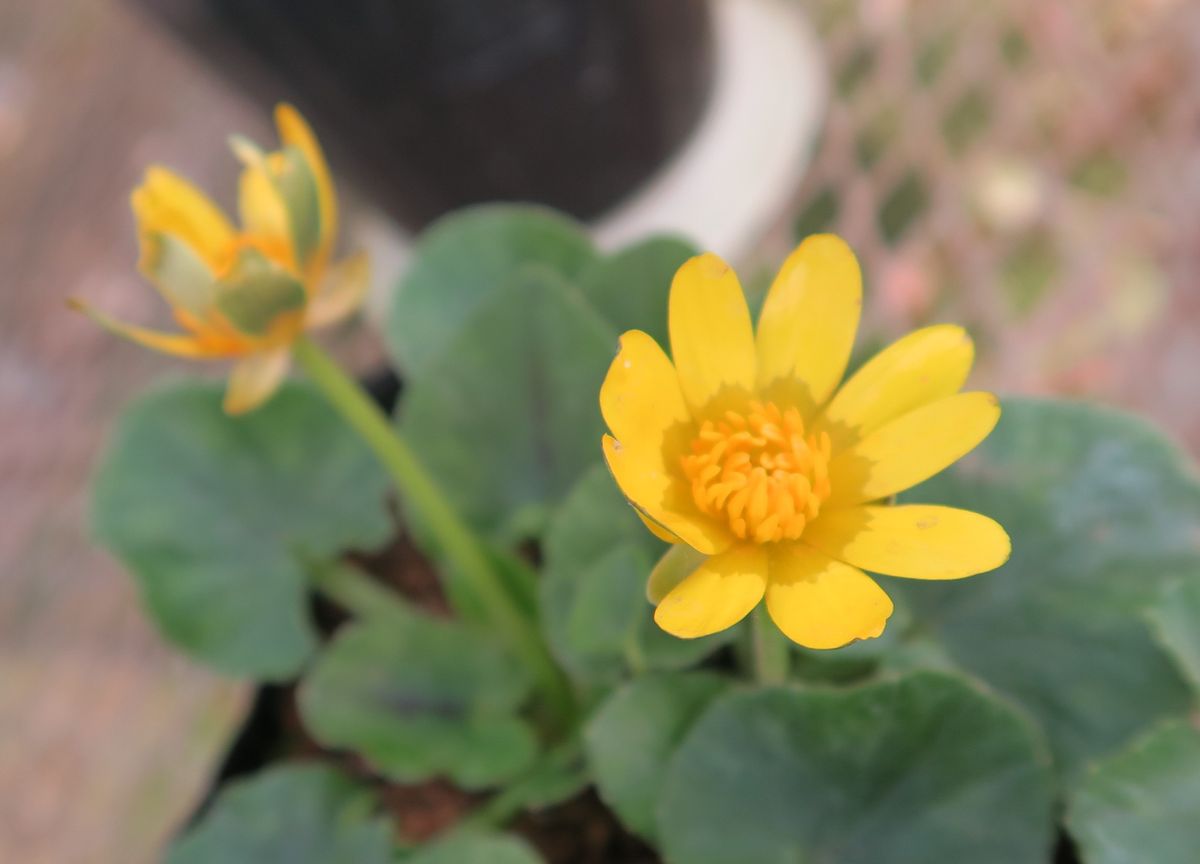 鉢植えで、冬の開花を、驚きつ～